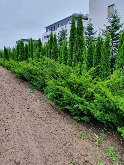 Cis HICKSII Densiformis TAXUS 200 cm kopany maszyną SZKÓŁKOWANY