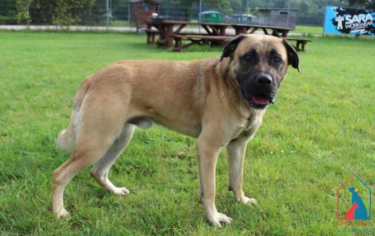 Piesek Aster szuka domu!