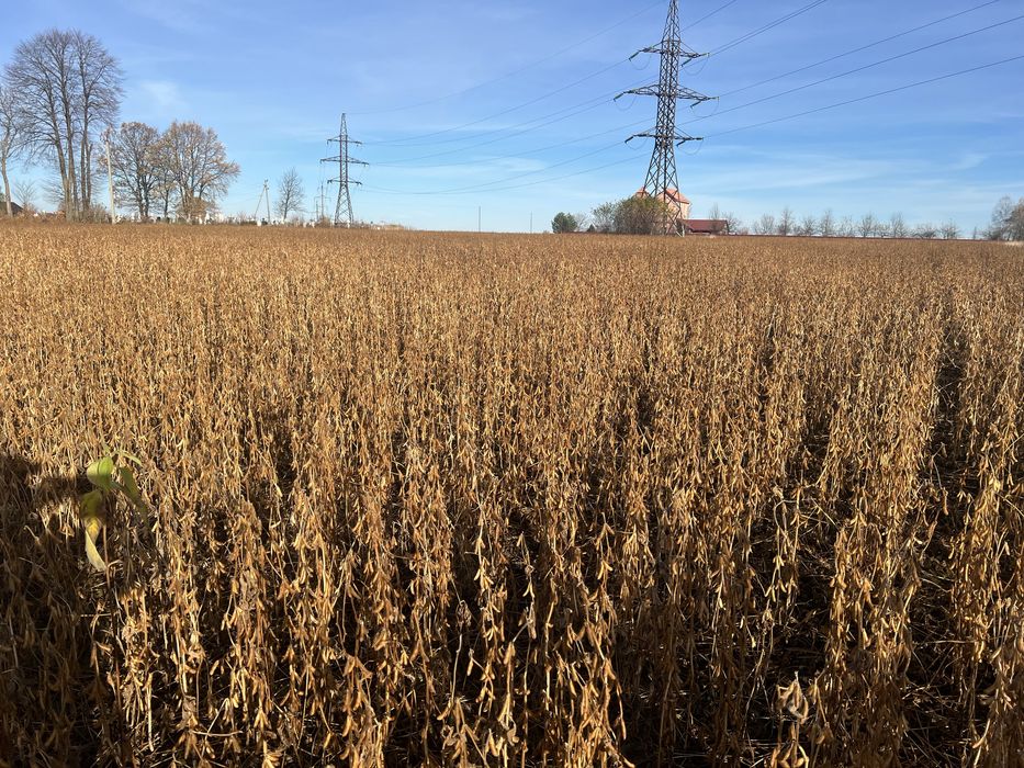 Продається соя канзас 2 репродукція