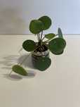 Pilea Peperomioides