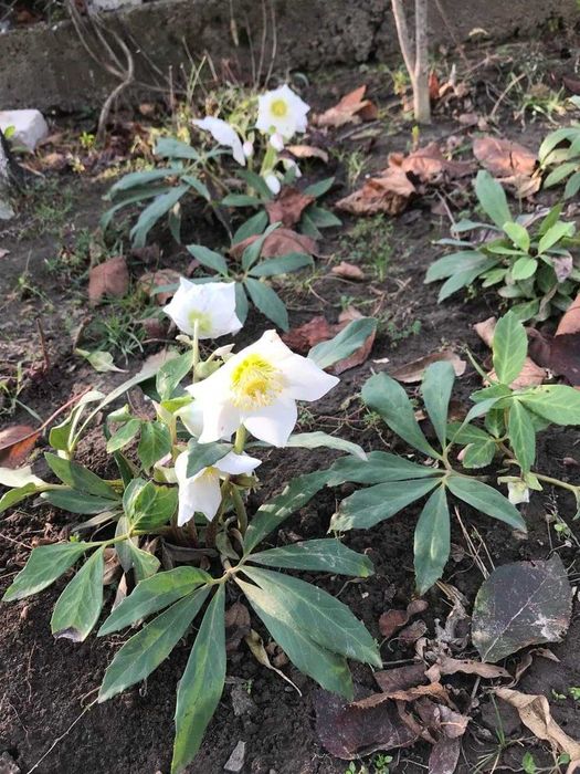 Морозник багаторічний