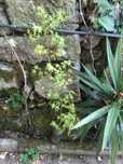 Plantas. De acer