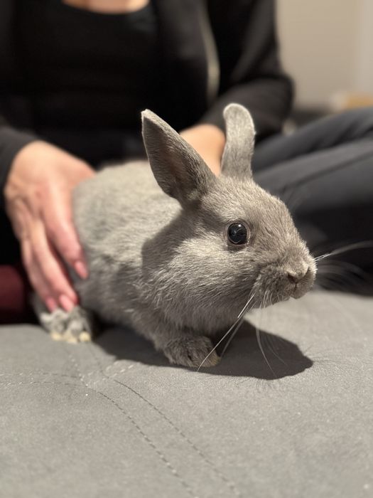 Кролик декоративний