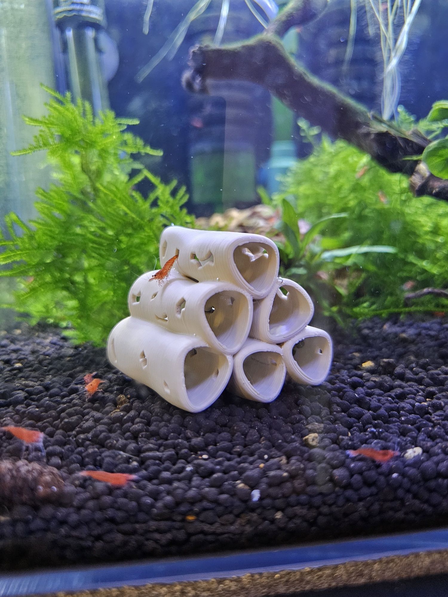 Neocaridinas red