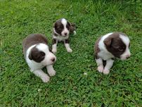 Border Collie dziewczynka Czekoladowo Biała
