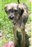 Piękna sunia jak Border Terrier