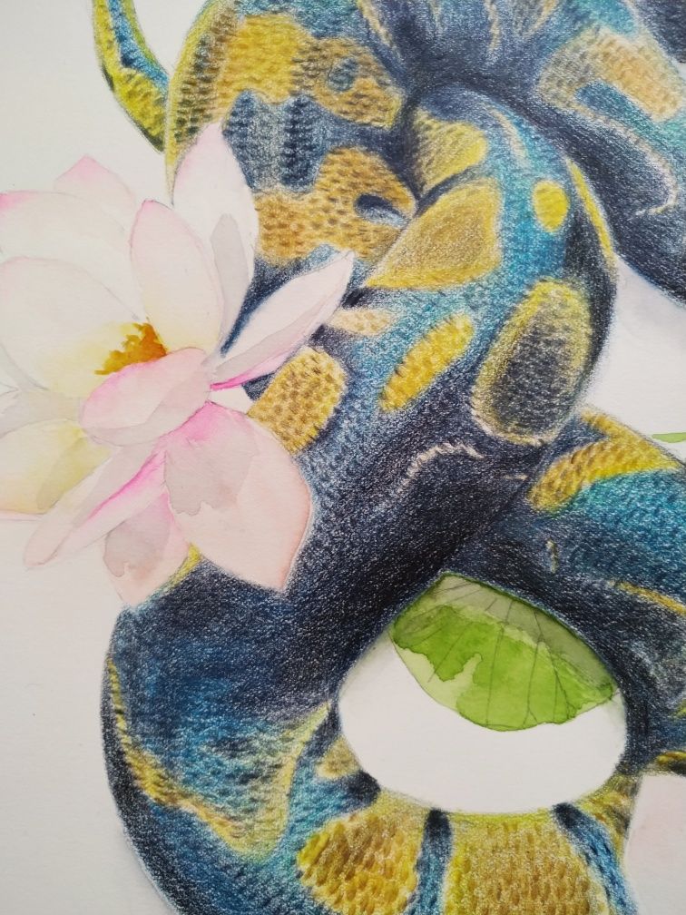 Иллюстрация акварельными карандашами и красками Змея в лотосах