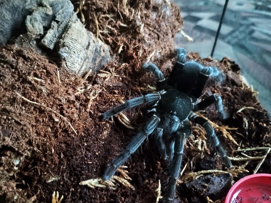 Hysterocrates gigas dorosła samica ponad 7 DC