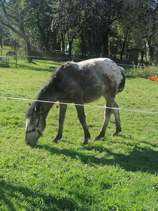 Sprzedam ogierka
