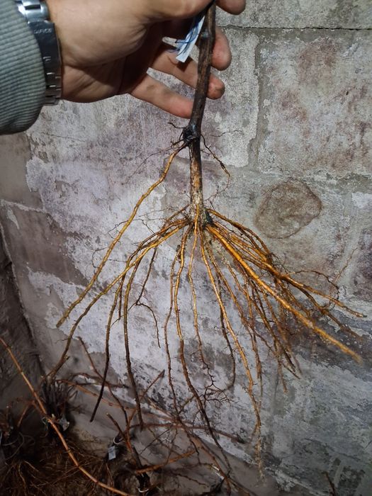 Саджанці Винограду