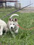 Husky Siberian/Syberian