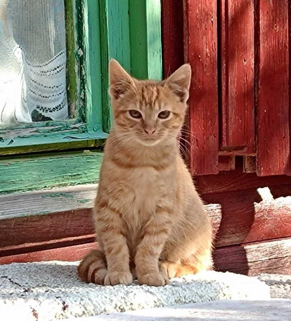 uroczy Rudasek bardzo potrzebuje domku