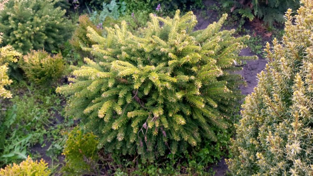 Дім  сад город. Декоративні рослини.