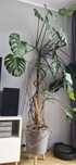 Monstera - 2 metry, duża i zdrowa