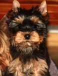 Suczka rasy yorkshire terrier z rodowodem