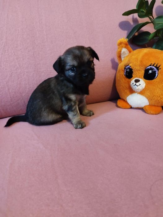 Chihuahua długowłosy piesek