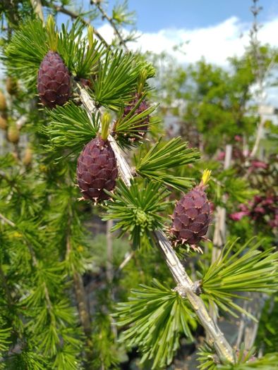 modrzew europejski repens 1,2/1,6/1,8m