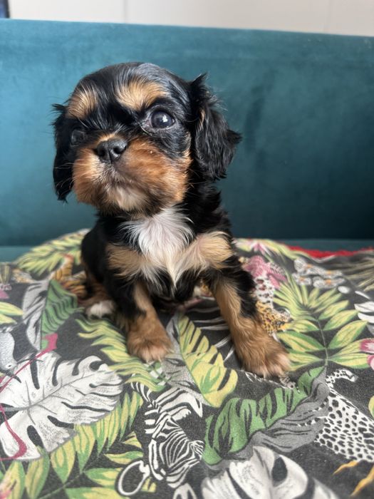 Cavailer king charles suczka do odbioru