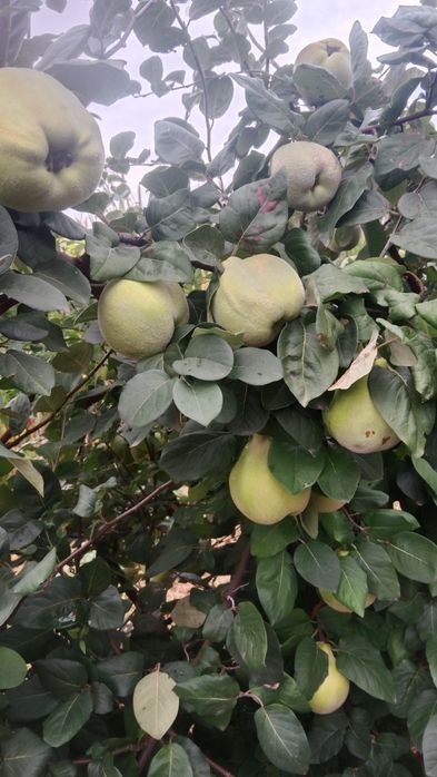 Pigwa gruszkowa 15 kg