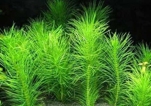 Rośliny do akwarium - Pogostemon erectus