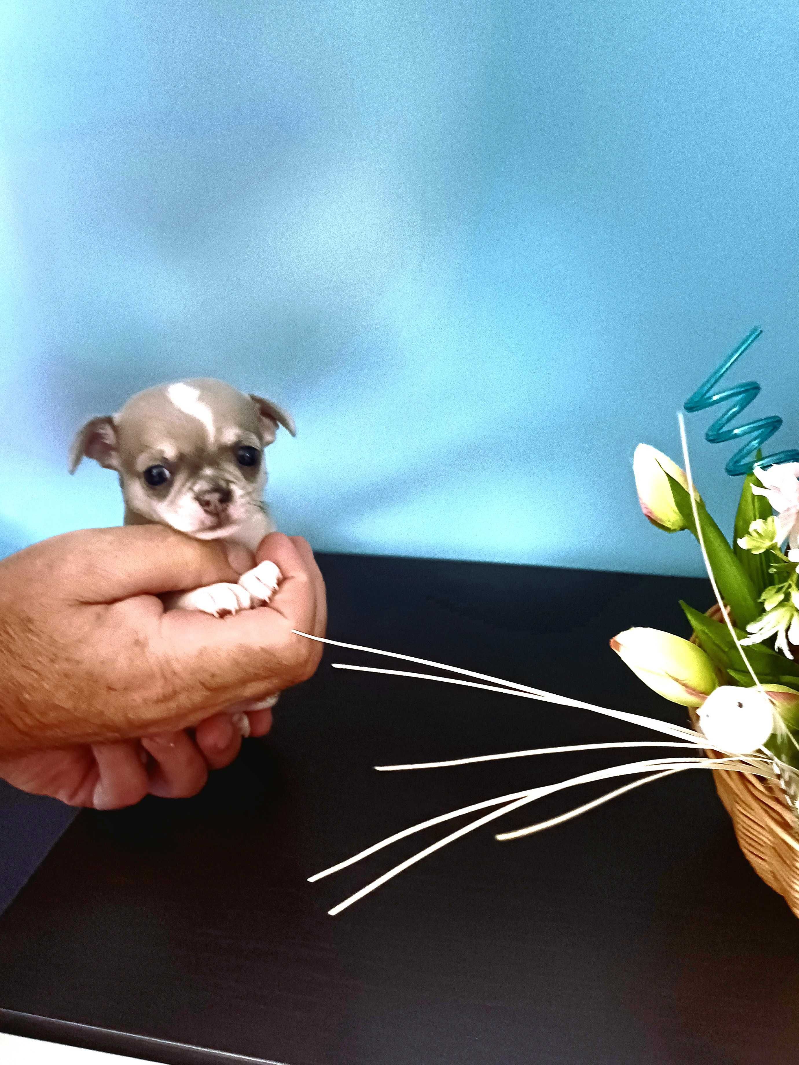 Chihuahua  z Rodowodem Niebieski Krótkowłosy