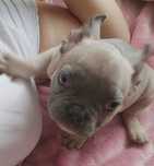 *Buldog francuski piesek blue fawn już do odbioru