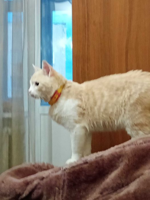 Відаю в щирі руки котика,хлопчик.