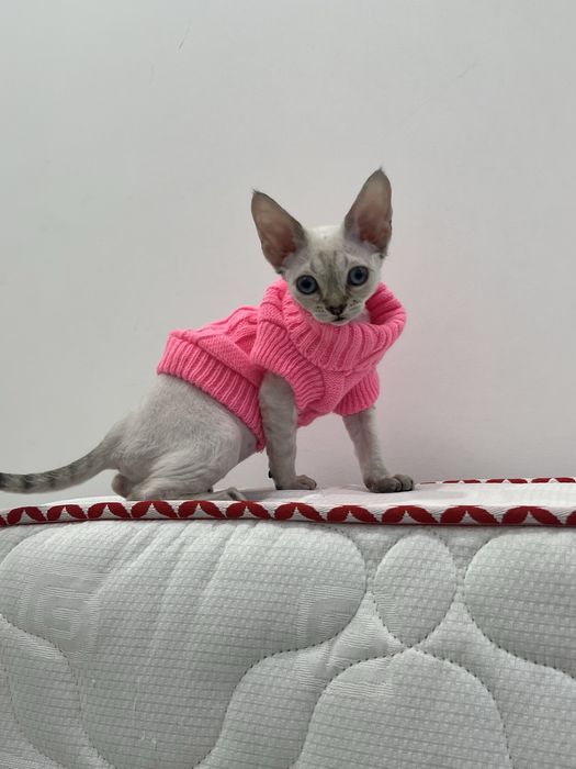 Одяг для маленької собаки , для цуценя, кошеня