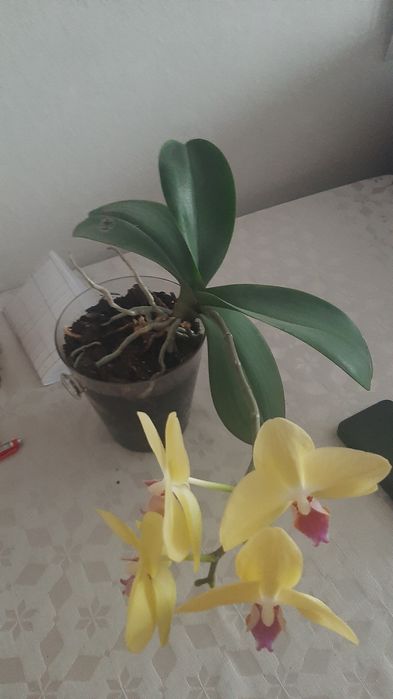 Орхідея      вазон