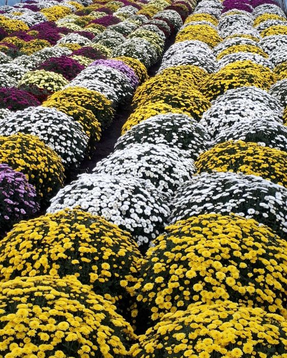 Chryzantemy drobnokwiatowe