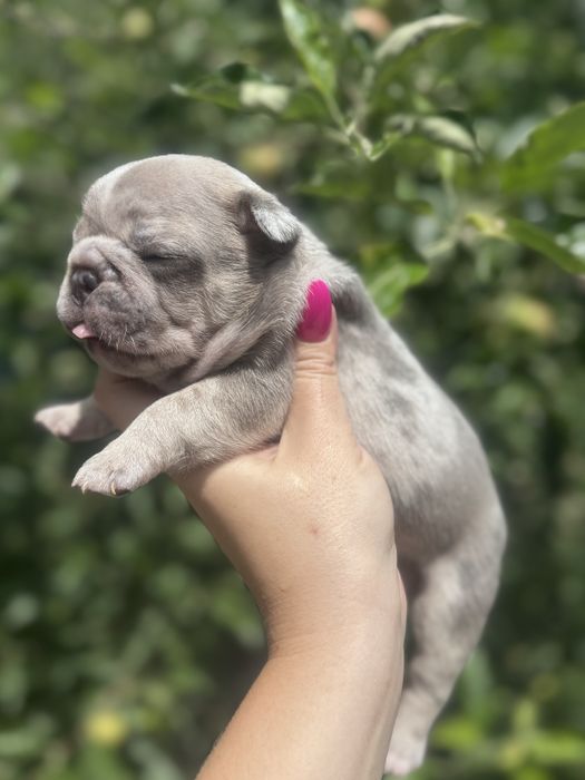 Породні цуценята бульдога. Міні та стандарт