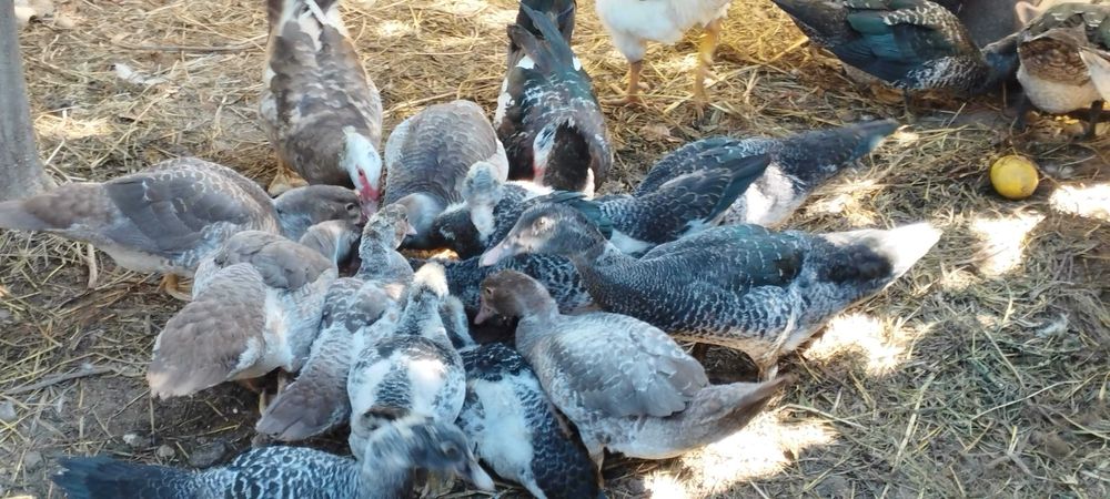 GALOS, GALINHAS, PATOS E COELHOS