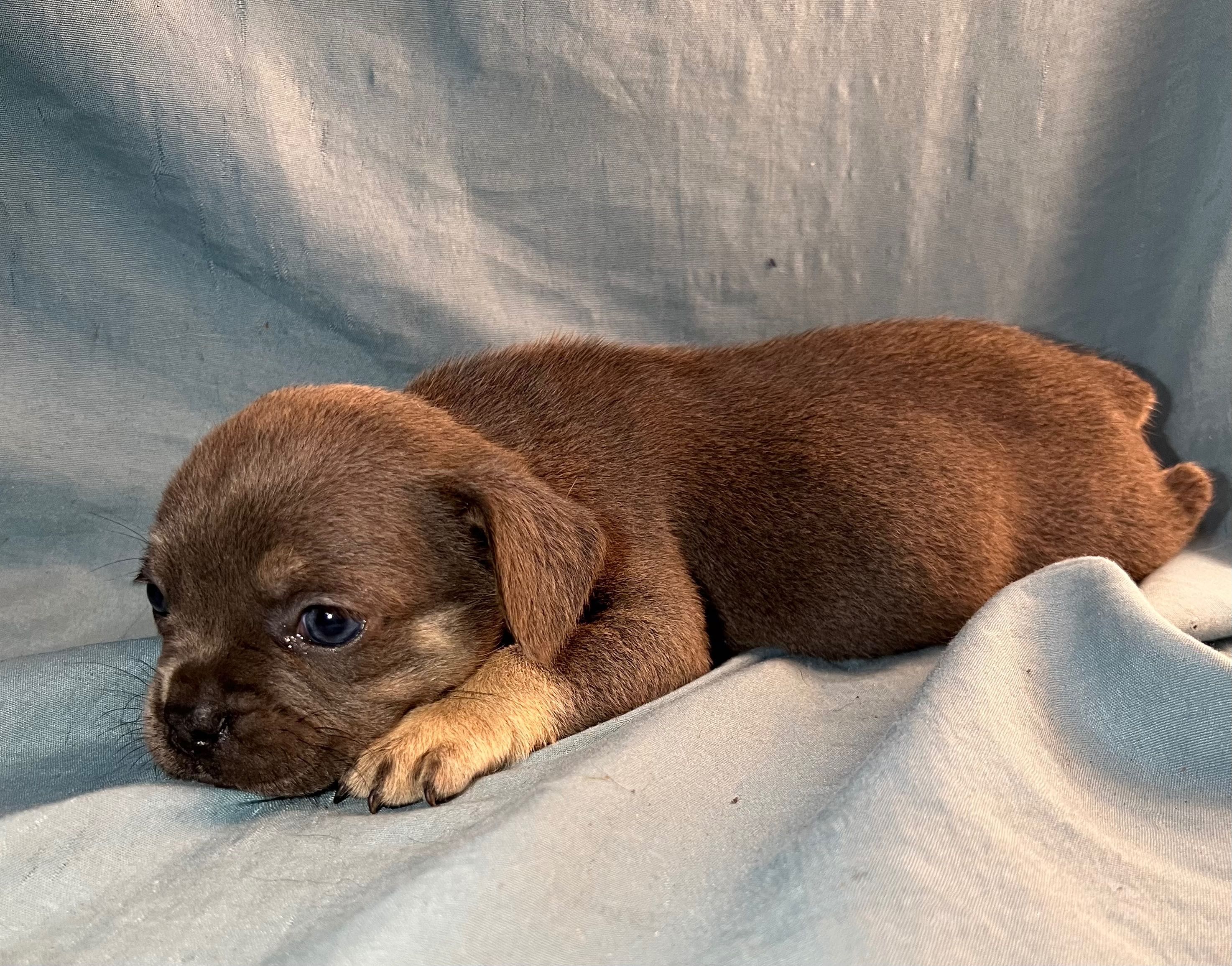 Bulldog francês X fêmea blue tan