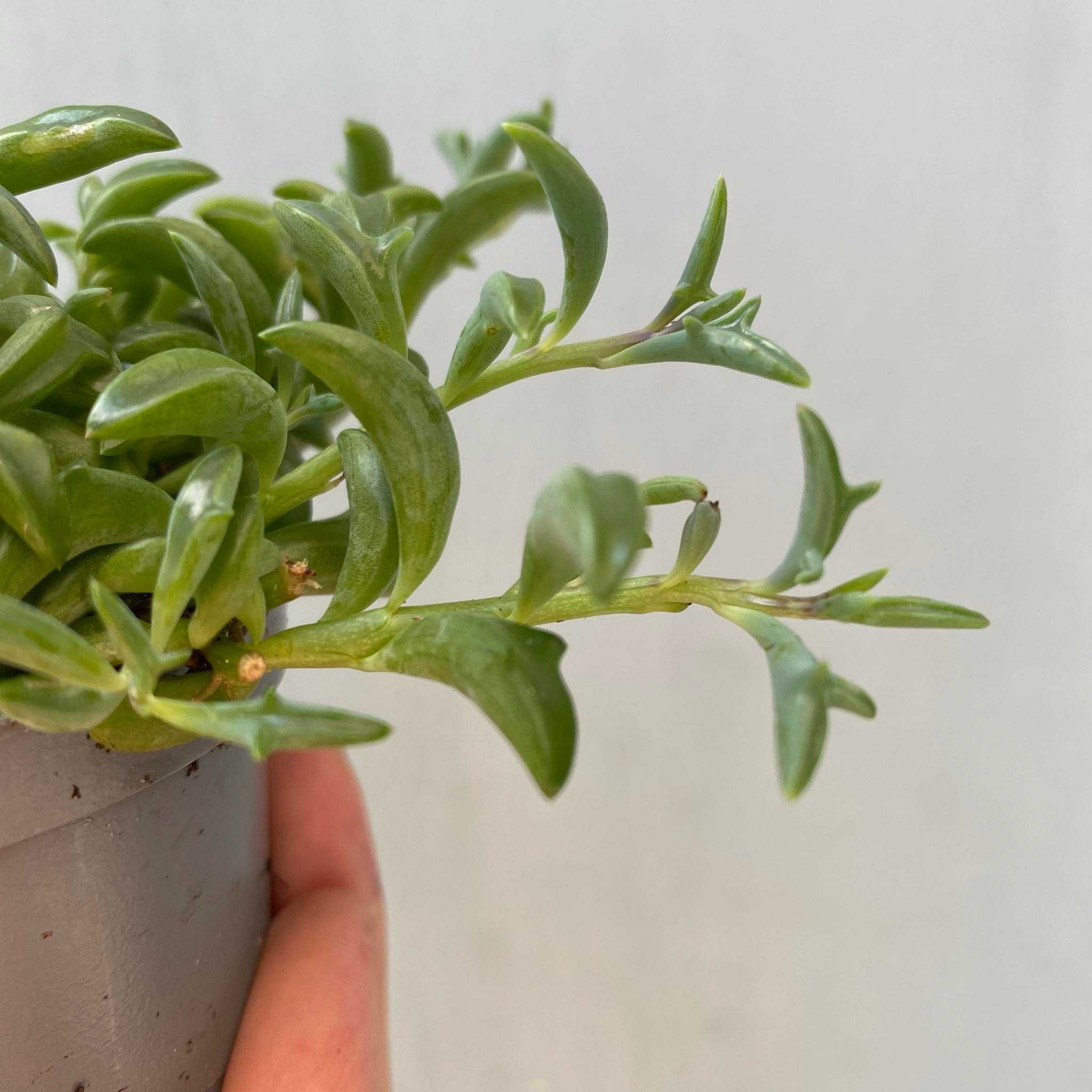 Senecio Peregrinus Starzec Delfinek