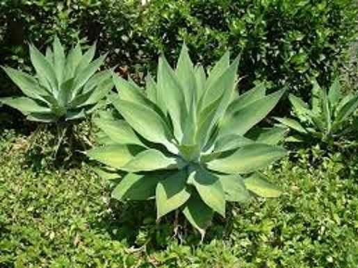 Planta de Madeira também conhecida como Agave Dragão