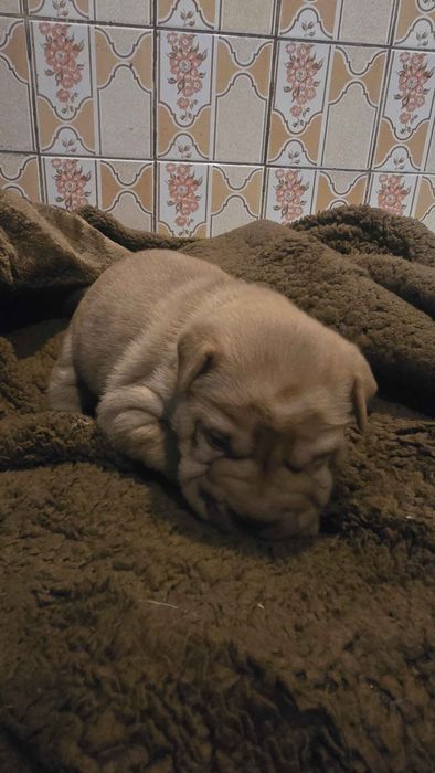 Shar pei disponível para entrega