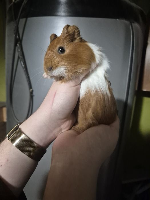 Miesięczne Świnki Morskie