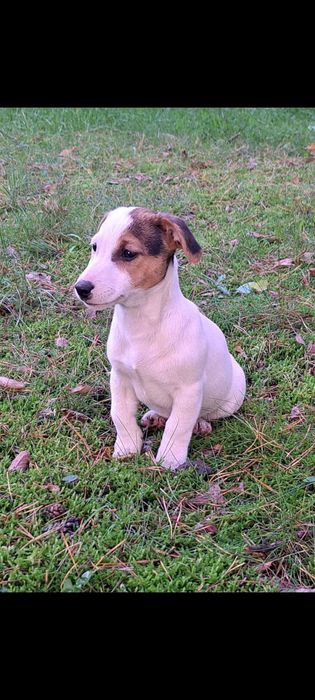 Jack russell terrier suczka nr 2 Stary sącz