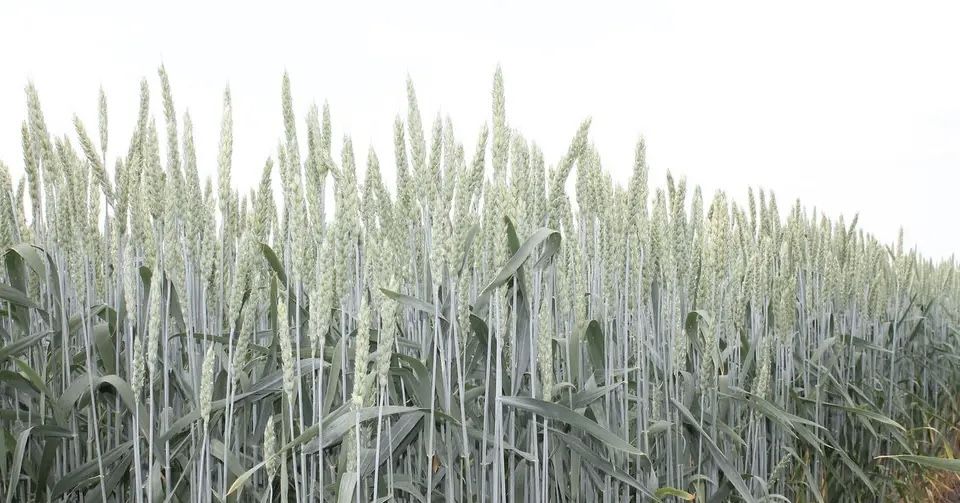 Семена озимой пшеницы