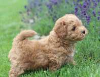 Alf havapoo tato pudel toy,