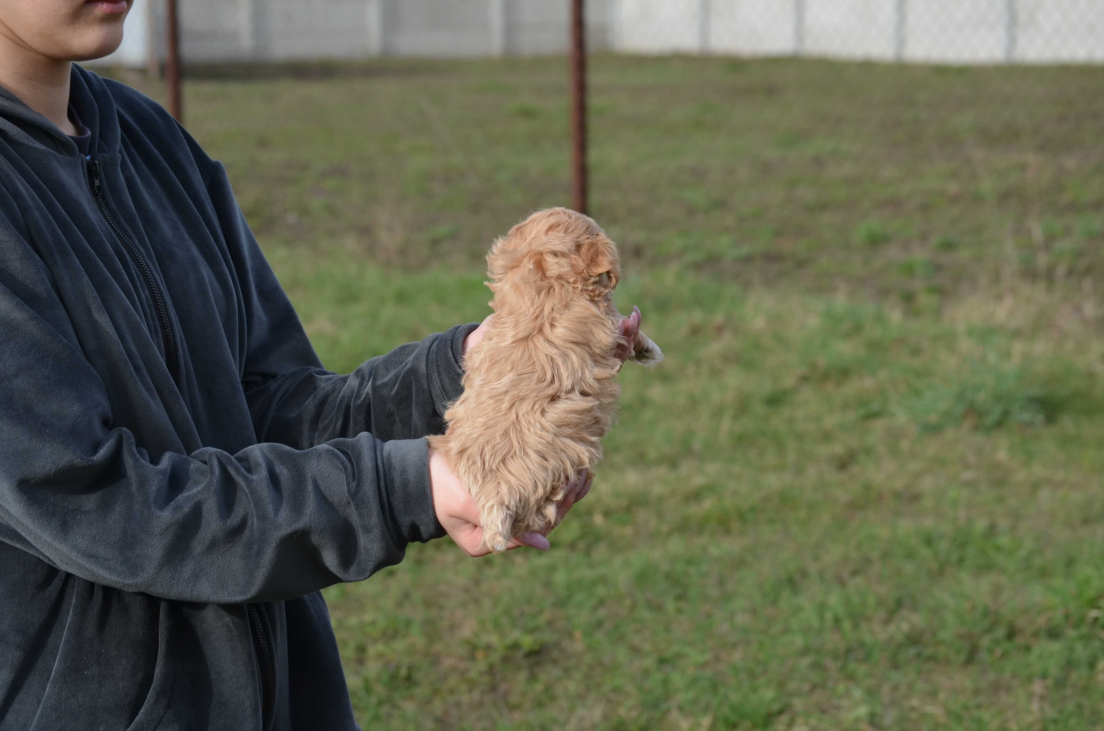 Мальтіпу/Maltipoo, F1! Київ, або відправлю в інше місто чи країну