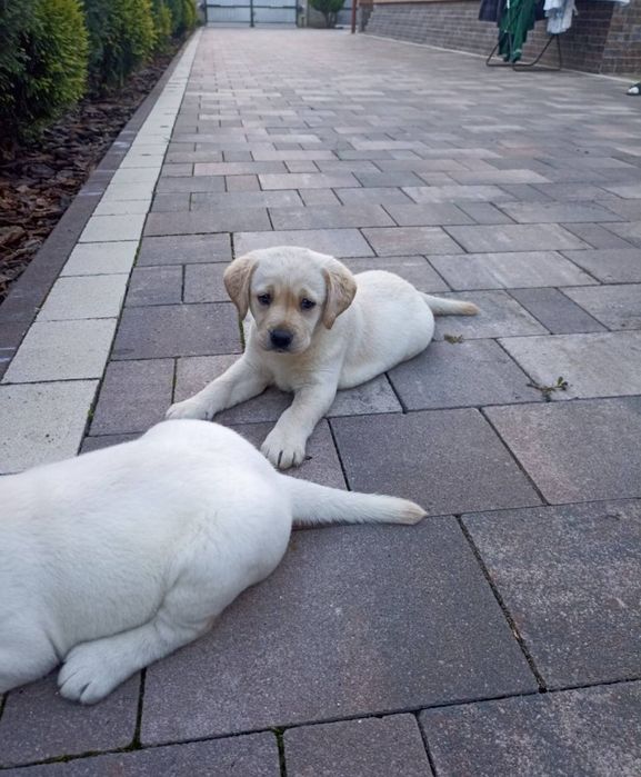 Лабрадори ретривери цуценята