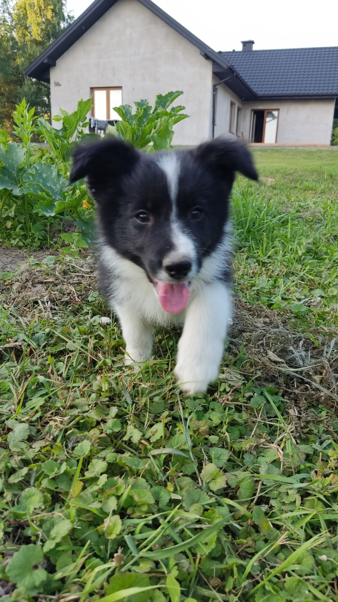Cudowny piesek Border Collie - Tedi! Gotowy do odbioru!