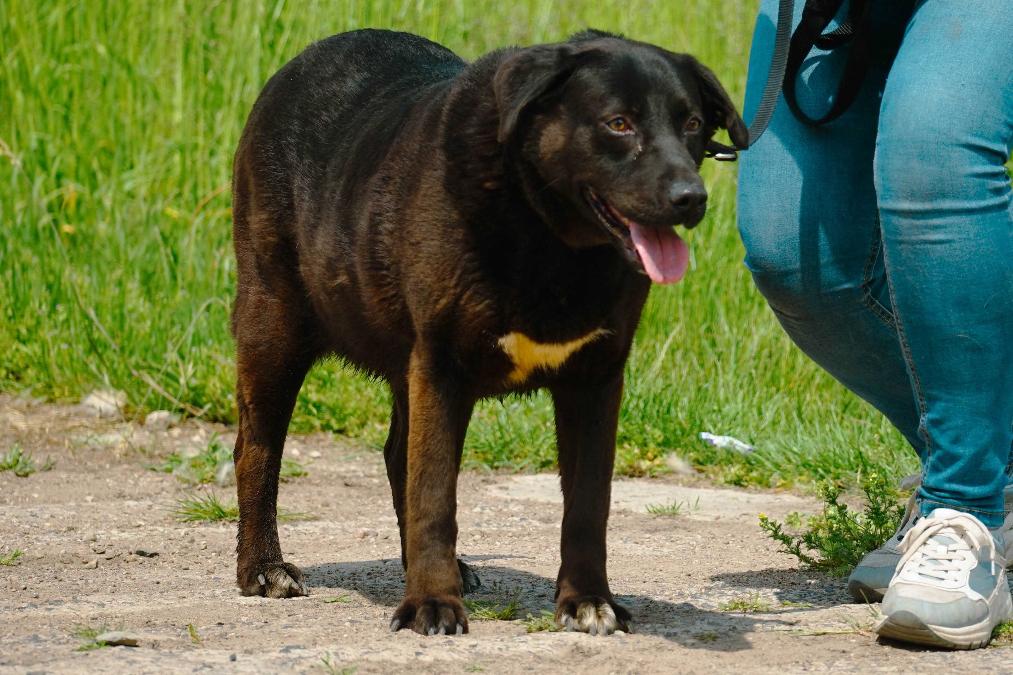 SABINA - śliczna sunia w typie labradora