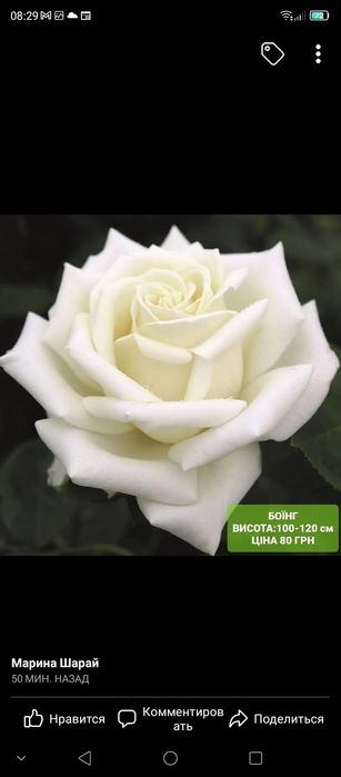 Саженцы роз Бьянка, Бейби и др.