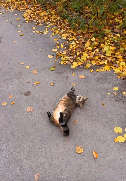 Пропала кішка Золотоноша