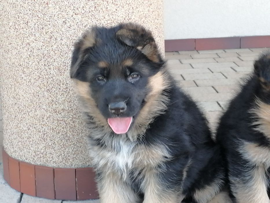 Owczarek niemiecki krótkowłosy fci