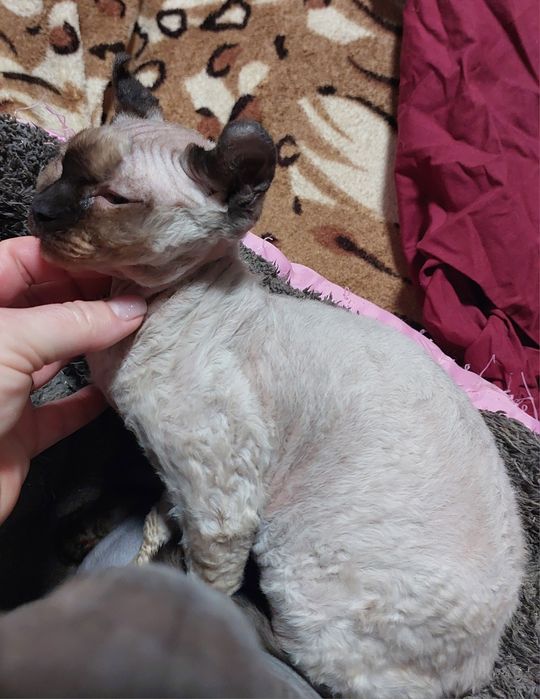 Шикарная девочка канадского сфинкса эльфийка.