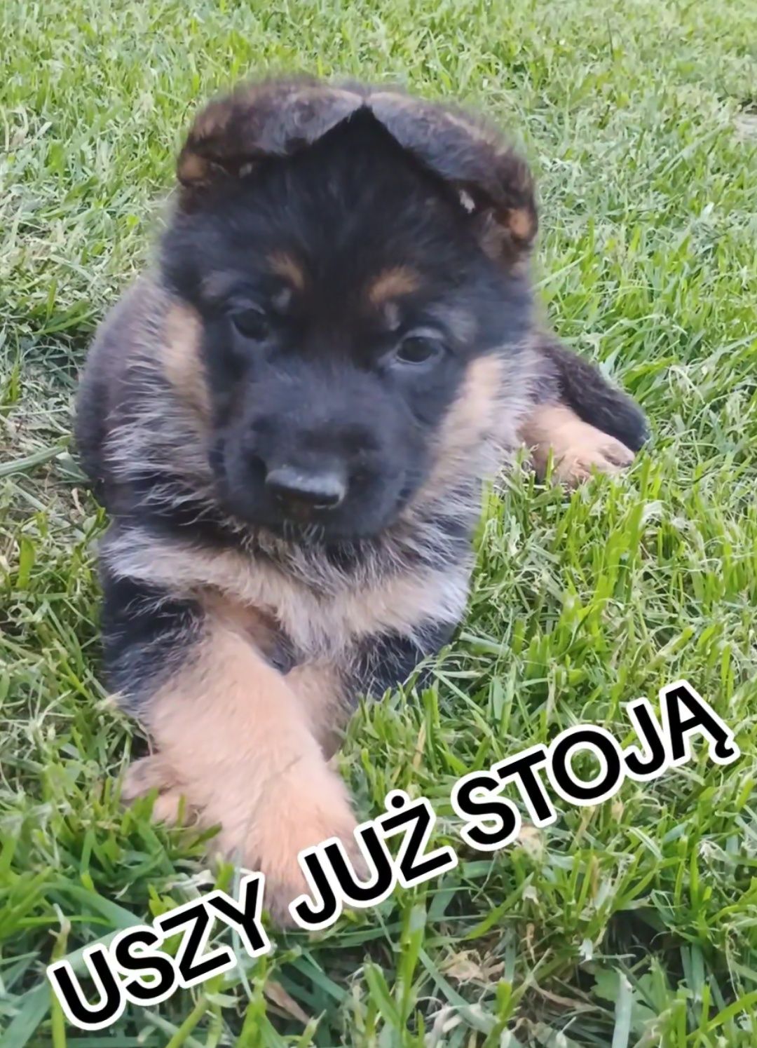 Szczeniak suczka owczarek niemiecki krótkowłosy