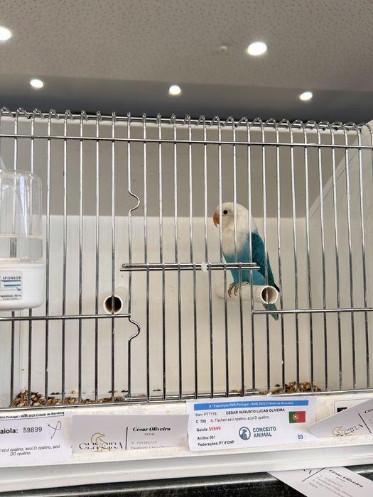 Agaporni fischer Opalino azul